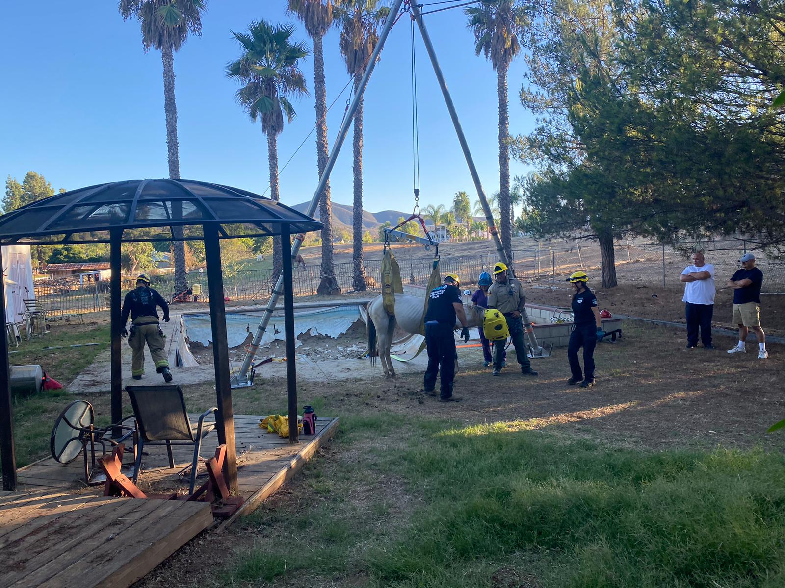 WATCH Horse Rescued From Empty Pool in East San Diego County NBC 7