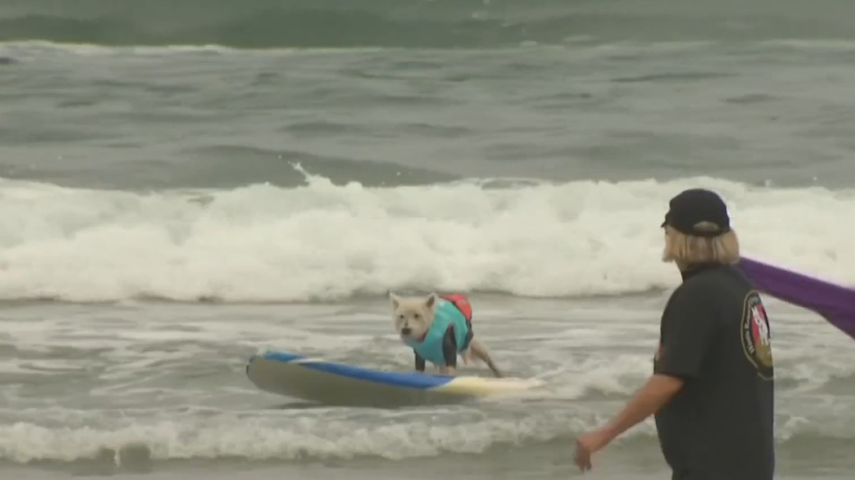 Pups ready to shred at annual Surf Dog SurfaThon in Del Mar this