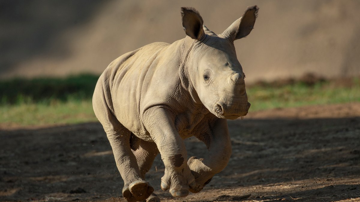 Baby White Rhino Born At San Diego Zoo Safari Park, 46% OFF
