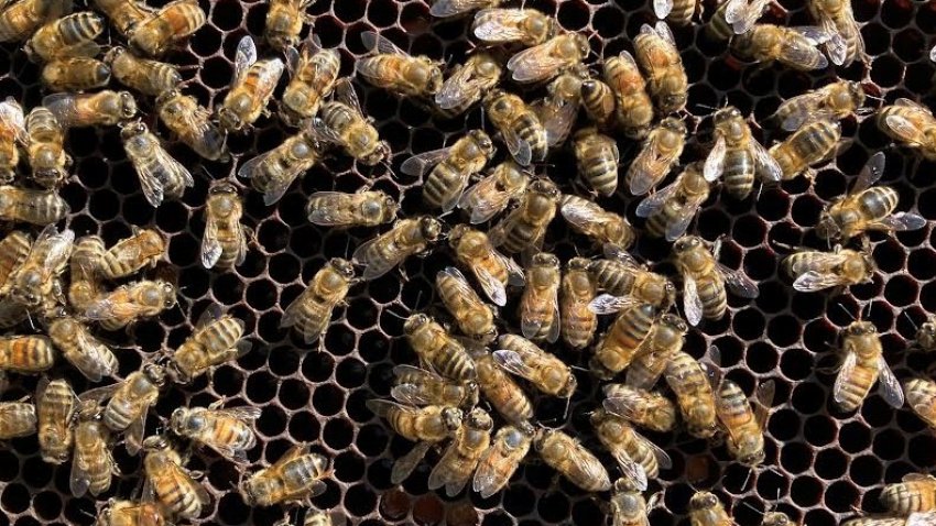 bees in a hive