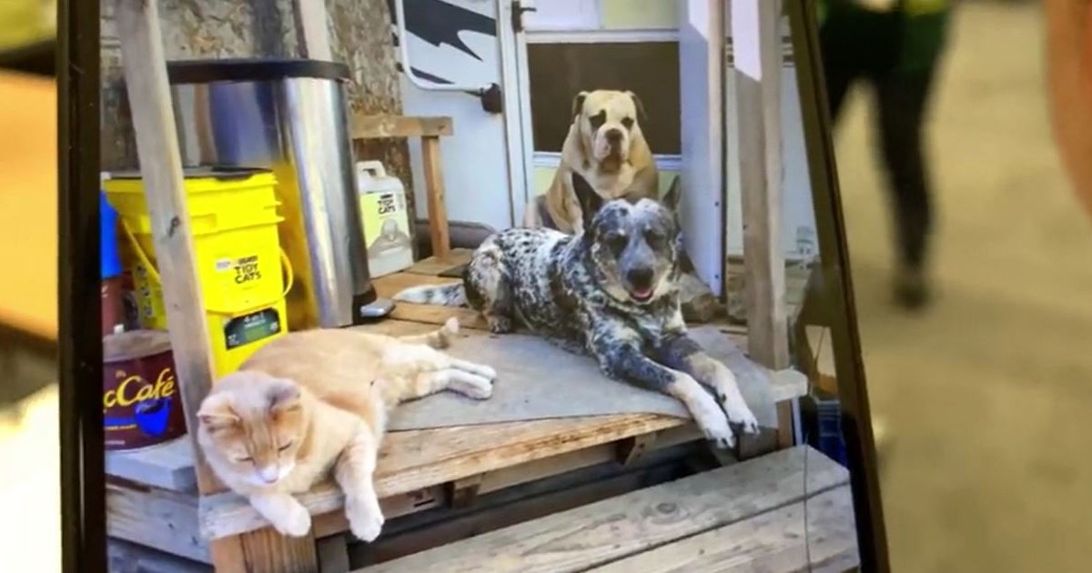 Home Destroyed in Border 32 Fire Near Dulzura But Man Hopes Dogs Survived – NBC 7 San Diego - Vimarsana News