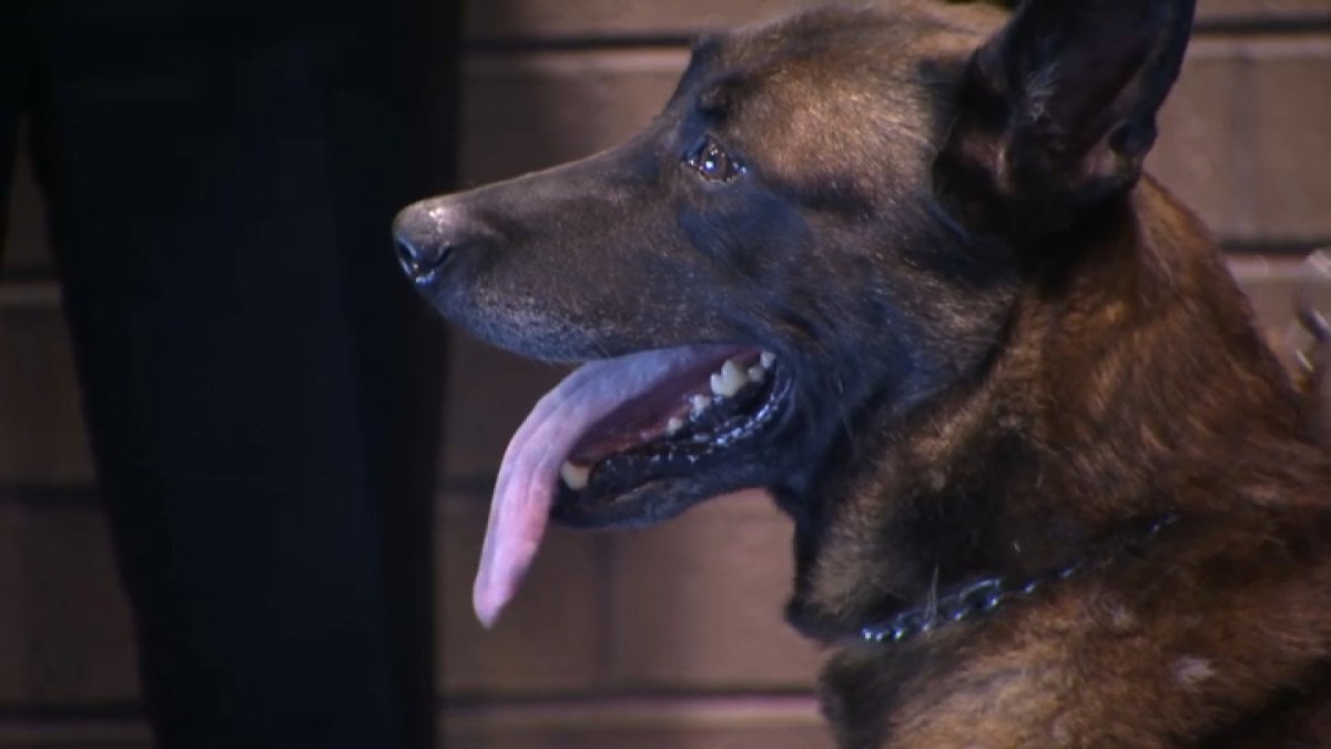 El Cajon K-9 Who Survived Stabbing While On-Duty is Given Sendoff for Retirement - Vimarsana News