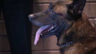 K-9 Jester of the El Cajon Police Department is celebrated on Tuesday, Sept. 14, 2022 during his retirement sendoff.