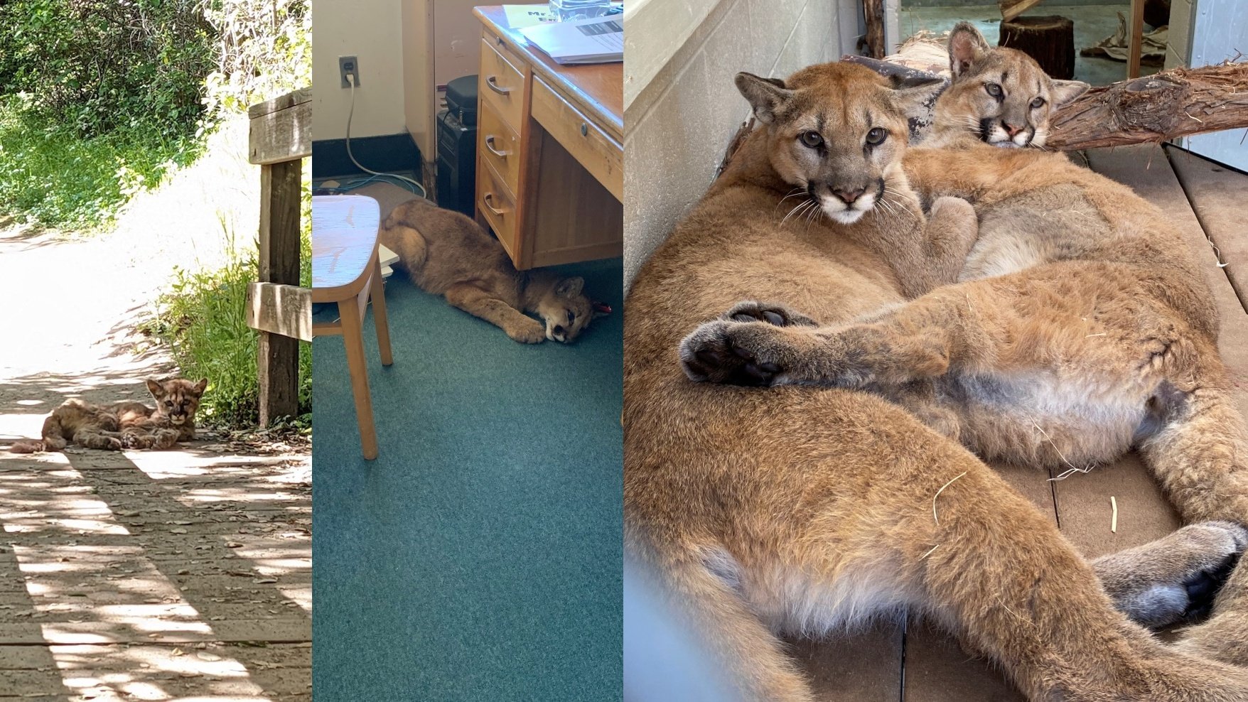 Two Rescued Mountain Lions Make a New Home at The Living Desert - Vimarsana News