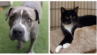 Left: Susie the dog. Right: Buster the cat. Both available for adoption via the San Diego Humane Society.
