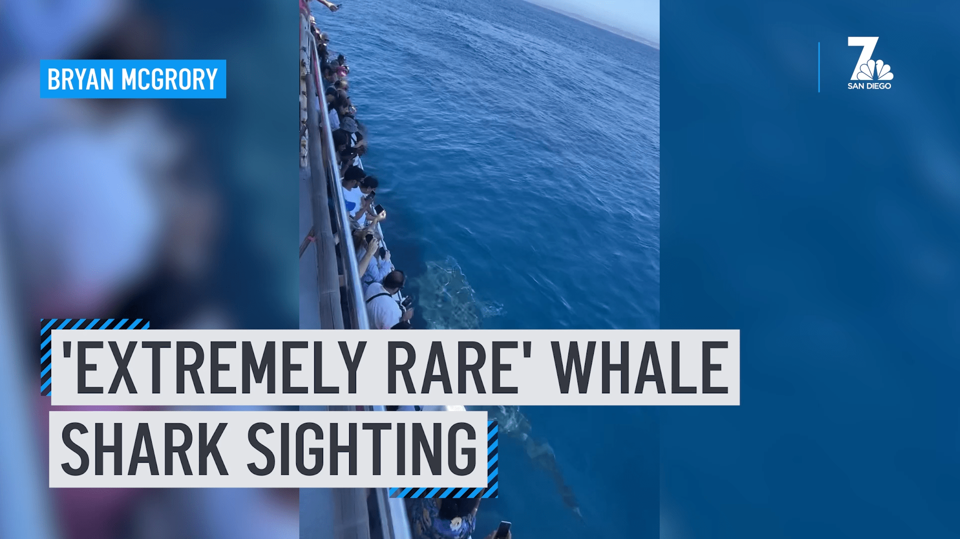Once in a Lifetime' Whale Shark Sighting Off the Coast of San Diego – NBC 7  San Diego