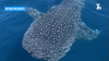 ‘Once in a Lifetime' Whale Shark Sighting Off the Coast of San Diego