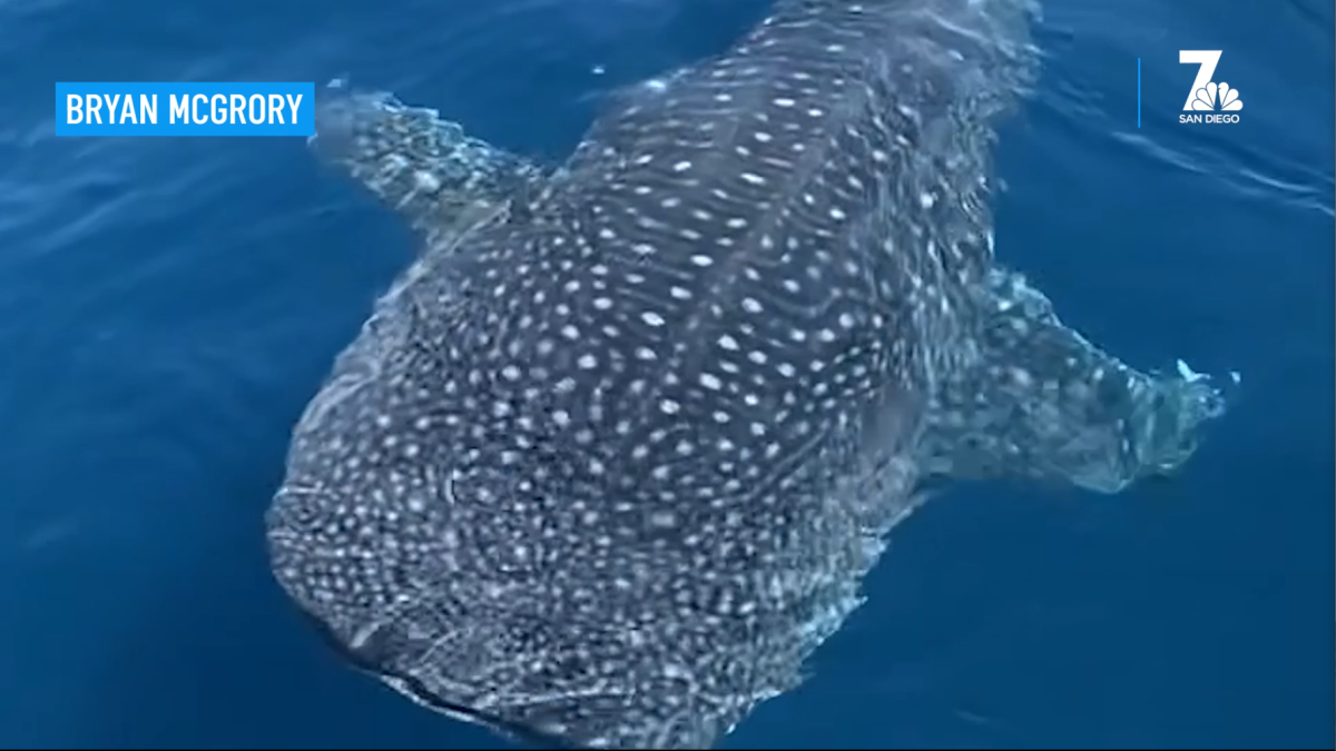 Once in a Lifetime' Whale Shark Sighting Off the Coast of San Diego – NBC 7  San Diego