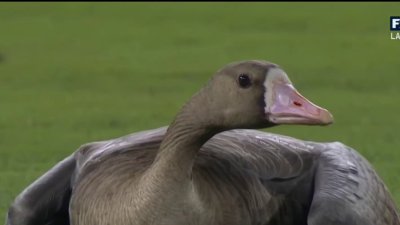 San Diego Padres' goose providing the spark the Padres need to