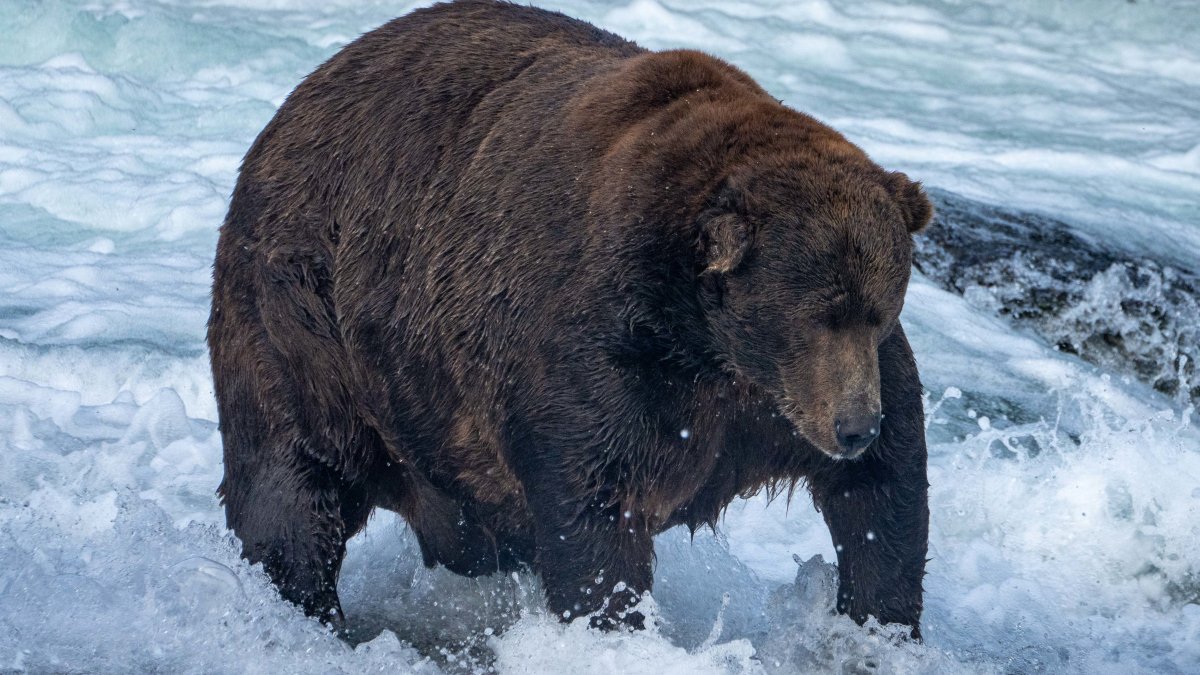 Fat Bear Week could be postponed if government shuts down – NBC 7 San Diego - Vimarsana News