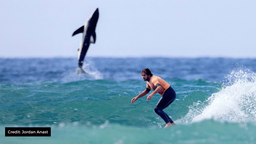 shark jumps above water behind surfer