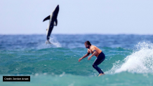 shark jumps above water behind surfer