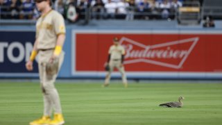 LOS ANGELES, CA – OCTOBER 12: A bird sits on the field in the eighth inning during the game between the San Diego Padres and the Los Angeles Dodgers at Dodgers Stadium on Wednesday, October 12, 2022 in Los Angeles, California. (Photo by Rob Leiter/MLB Photos via Getty Images)