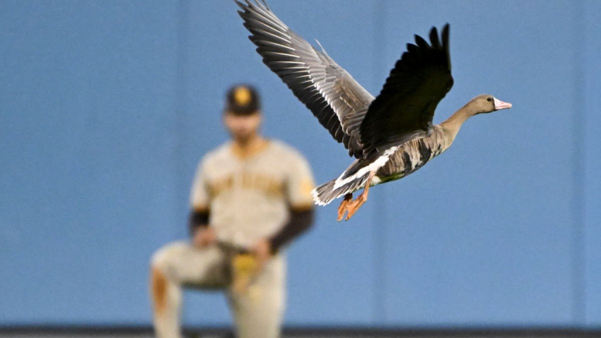 Everything to Know About the San Diego Padres Rally Goose – NBC 7
