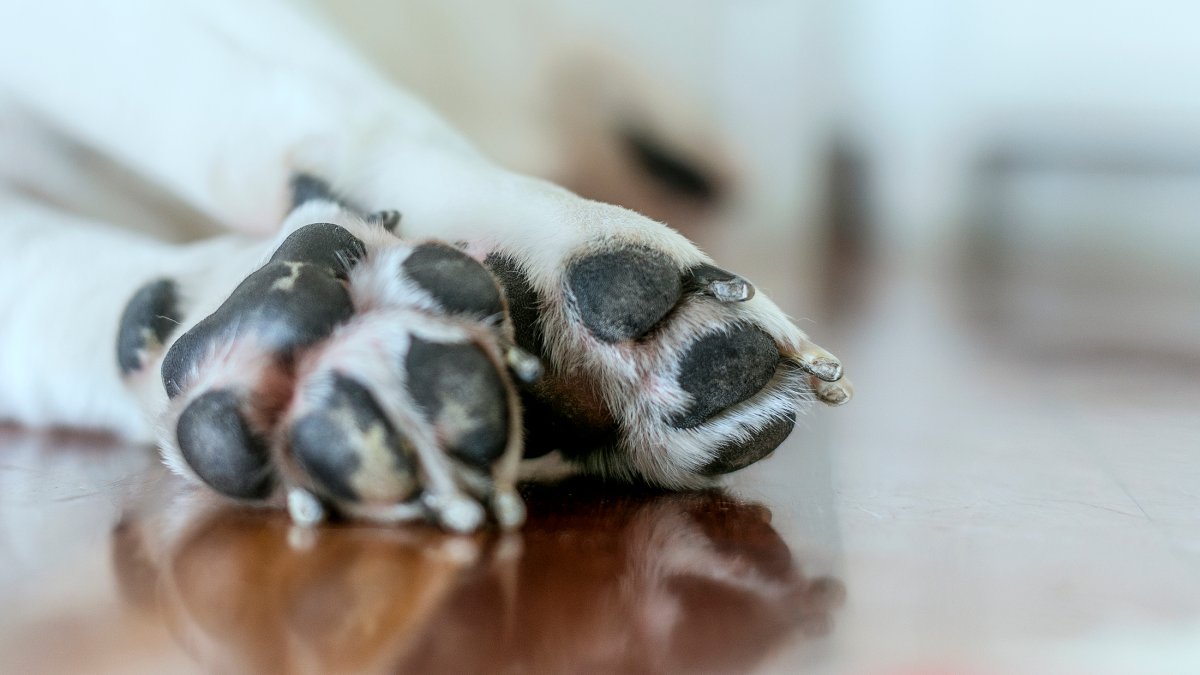 San Diego Humane Society Investigates Animal Abuse in Oceanside – NBC 7 San Diego - Vimarsana News