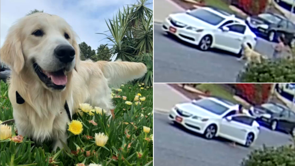 Encinitas Woman Says Amazon Driver is Prime Suspect in Dognapping NBC