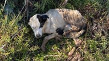 A dog, according to the San Diego Humane Society, was left for dead in Oceanside on October 18.