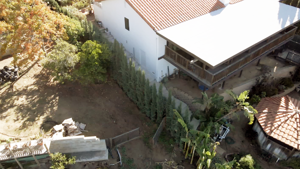 This photo taken in October, shows newly planted Italian cypress trees along the property line between two homes.