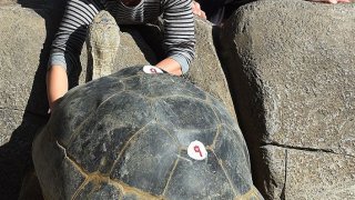 Zoo visitors play with a giant Galápagos tortoise named 'Grandma' who is estimated between 120 to 140 years old inside its enclosure at the San Diego Zoo, California on January 13, 2015. The tortoises are native to the Galápagos Islands off South America and also the Aldabra Island in the Indian Ocean and are the largest species of tortoise.