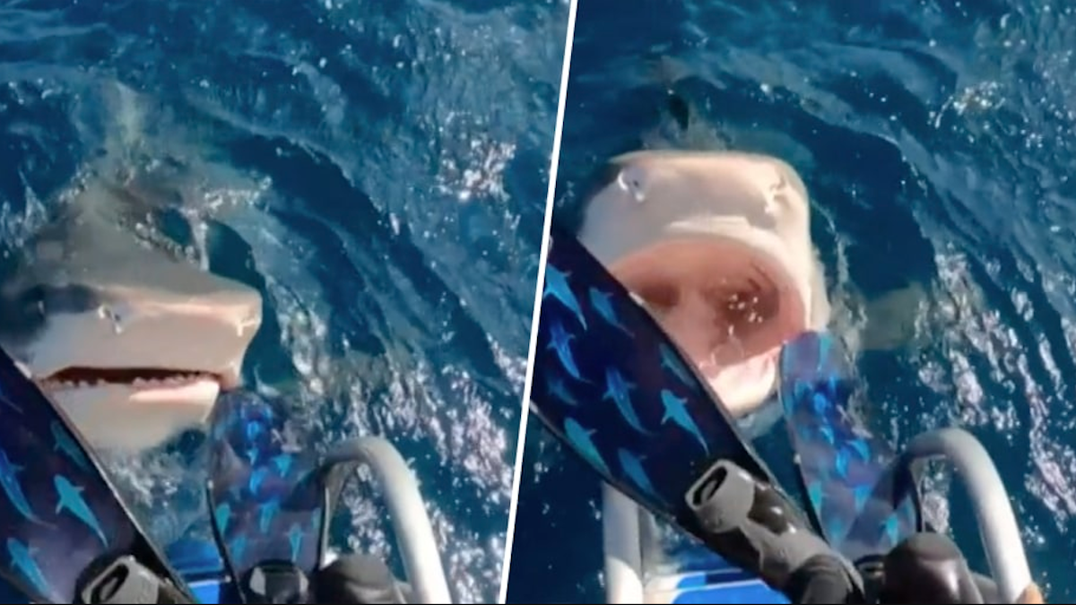 Biologist uncovers evidence of possible 1640 shark attack