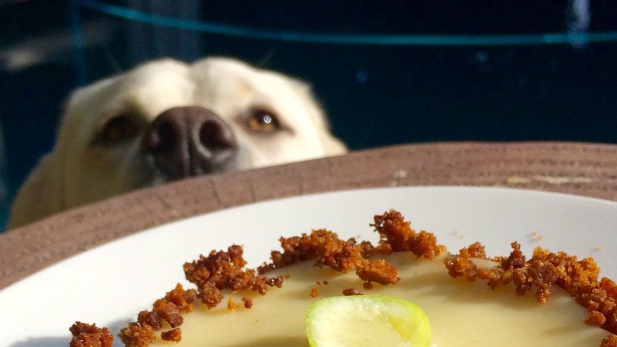 List: Dog Friendly Restaurants in Southern California – NBC 7 San Diego - Vimarsana News