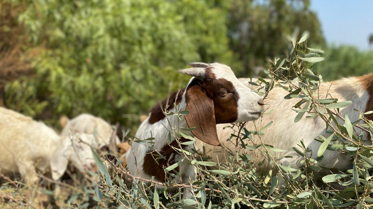 Goats Hired to Clear Brush at Cuyamaca College NBC 7 San Diego