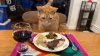 Feline Feast: Cat Found at JFK Gets Holiday Meal After Jumping in Checked Bag