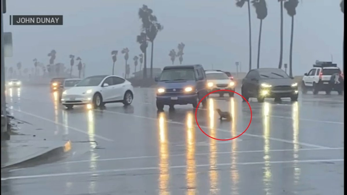 Baby Sea Lion Spotted on Video Crossing PCH in Huntington Beach – NBC 7 ...