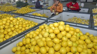 Farmers sort and package lemons at a workshop on November 24, 2020 in Neijiang, Sichuan Province of China.