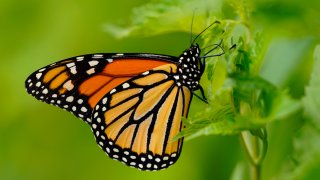 FILE – A monarch butterfly pauses in a garden, July 11, 2021, in Marple Township, Pa. Populations of a vulnerable species of marine mammal, numerous species of abalone and a type of Caribbean coral are now threatened with extinction, an international conservation organization said Friday, Dec. 9, 2022. The International Union for Conservation of Nature Red List includes more than 150,000 species, including the monarch butterfly.