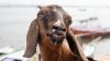Elderly Owner Shoots Goat Rustler in San Marcos: Deputies