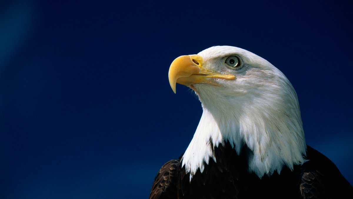 3 Bald Eagles Die in Minnesota After Eating Euthanized Animals – NBC 7 San Diego - Vimarsana News
