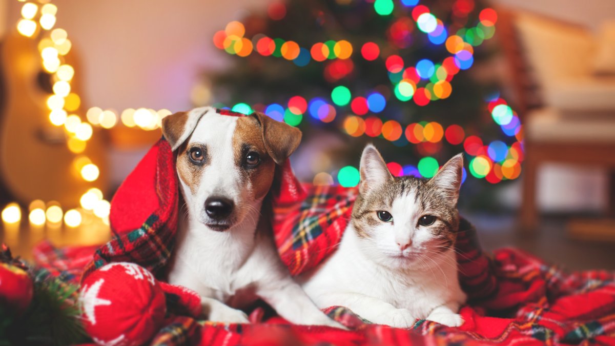 Tips to Keep Pets Safe During Holiday Celebrations – NBC 7 San Diego
