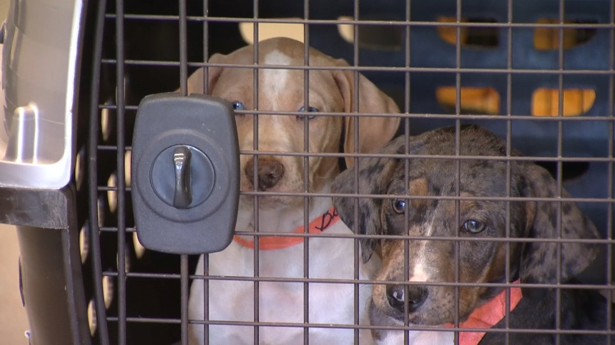 38 Puppies Survive Car Crash in Texas While Being Transported to San Diego Animal Shelter – NBC 7 San Diego 38 Puppies Survive Car Crash in Texas While Being Transported to San Diego Animal Shelter – NBC 7 San Diego