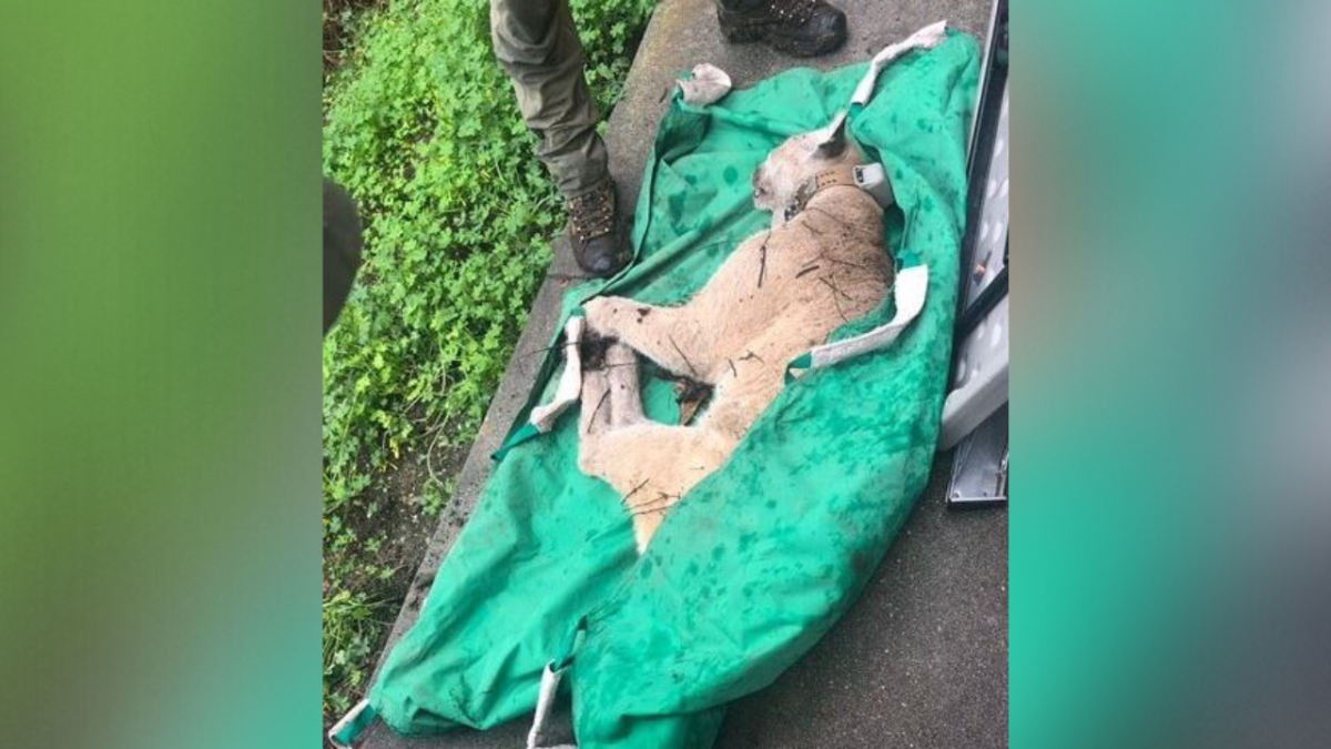 Famed P-22 Mountain Lion Captured in LA Backyard – NBC 7 San Diego - Vimarsana News
