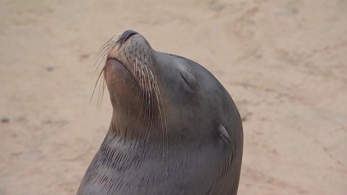Hundreds of Sea Lions at Silver Strand Beach Spectacle – NBC 7 San Diego - Vimarsana News