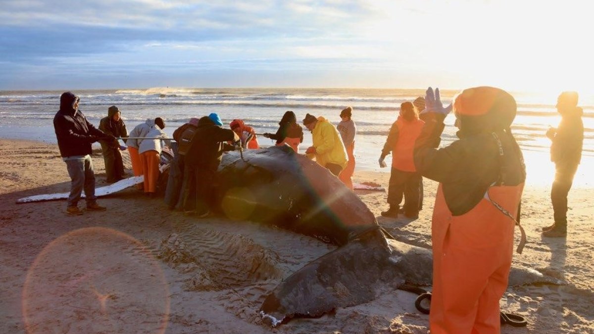 Humpback Whale That Washed Up on NJ Beach Likely Died From Vessel Strike – NBC 7 San Diego - Vimarsana News