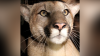 Mountain Lion P-81 Killed by Vehicle, Found on PCH