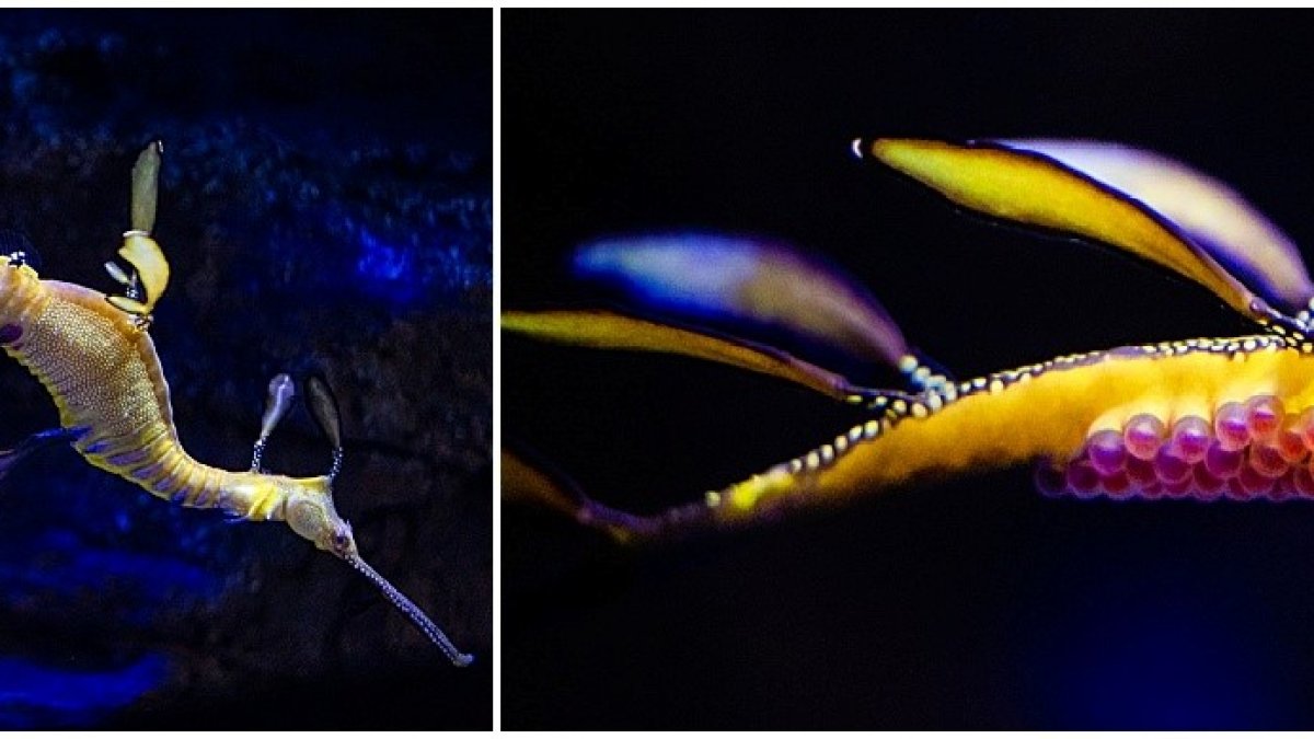 Birch Aquarium Seadragon is Pregnant, 'Extremely Rare' in Captivity – NBC 7  San Diego