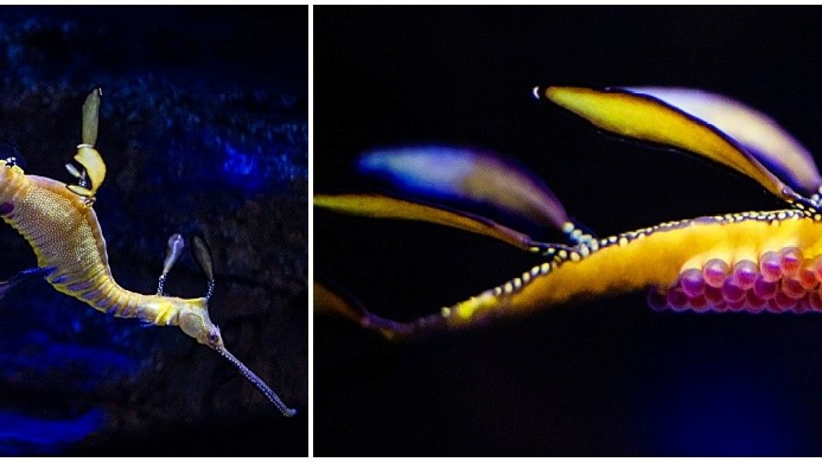 Birch Aquarium Seadragon is Pregnant, 'Extremely Rare' in Captivity – NBC 7 San Diego Birch Aquarium Seadragon is Pregnant, 'Extremely Rare' in Captivity – NBC 7 San Diego