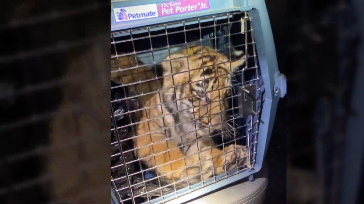 Police Find Bengal Tiger Inside Trailer Home in New Mexico – NBC 7 San Diego - Vimarsana News