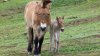Christmas Miracle: Critically Endangered Horse Foal Born at San Diego Zoo Safari Park