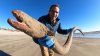 Marine Researcher Finds ‘Massive' American Eel on Texas Beach