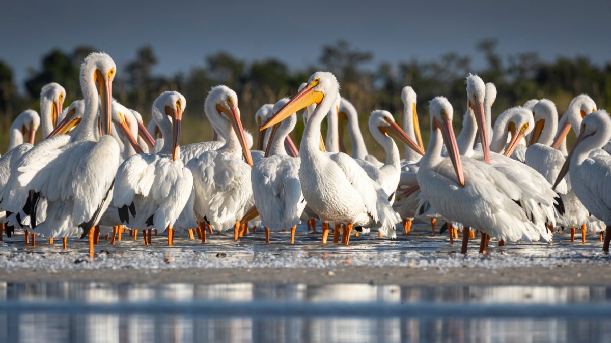 Bird Buffs Flock to Morro Bay for a Fabulous Feather Fest NBC 7 San Diego