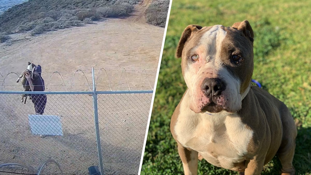 Man Accused of Hurling Dog Over Fence in Riverside County Arrested - Vimarsana News