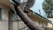 A tree crashed into an apartment complex in Serra Mesa on Jan. 16, 2023.