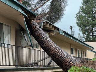 A tree crashed into an apartment complex in Serra Mesa on Jan. 16, 2023.