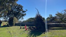 Two eucalyptus trees fell in Mission Hills' Pioneer Park amid gusty Santa Ana winds on Jan. 26, 2023.