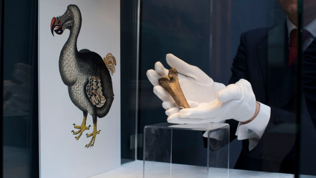 Bring Back Dodo Bird? Scientists Want to Try It – NBC 7 San Diego - Vimarsana News