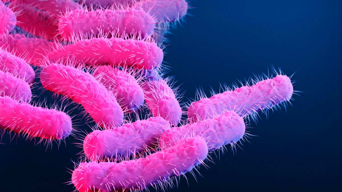 CDC Warns of Rise in Drug-Resistant Stomach Bug – NBC 7 San Diego - Vimarsana News